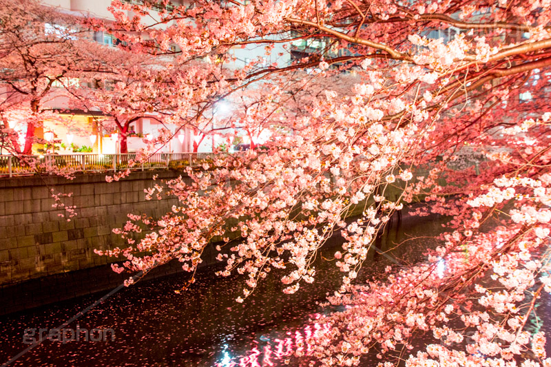 目黒川の桜ライトアップ,目黒川の桜,桜,ソメイヨシノ,そめいよしの,さくら,サクラ,桜まつり,花見,お花見,花,お花,フラワー,はな,綺麗,きれい,キレイ,満開,咲,春,目黒川,目黒,目黒区,ライトアップ,夜景,夜桜,ちょうちん,提灯,花弁,はなびら,反射,河川,川,不動前,リフレクション,reflection,flower,blossom,japan,night,tokyo,spring