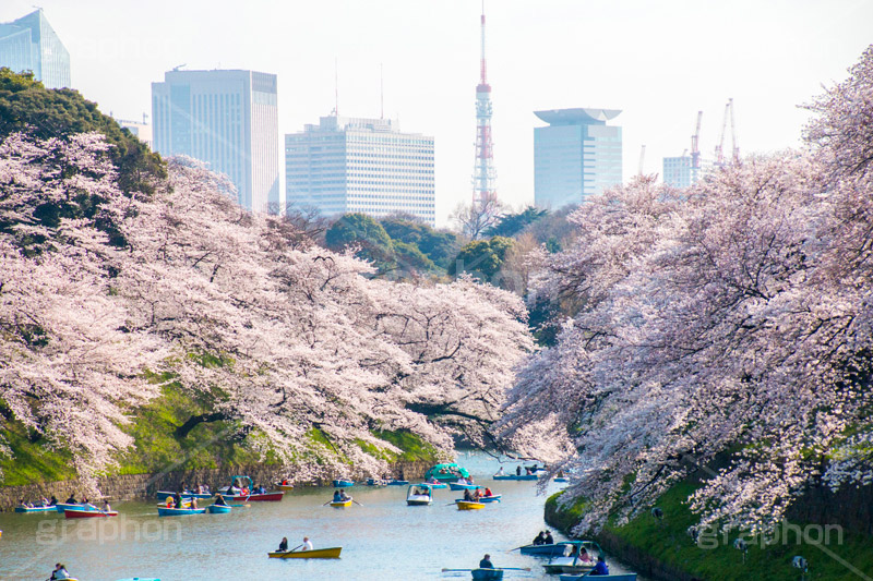 牛ヶ淵の桜,武道館,九段下,牛ヶ淵,桜,ソメイヨシノ,さくら,サクラ,桜まつり,花見,お花見,花,お花,フラワー,はな,flower,綺麗,きれい,キレイ,満開,咲,祭り,まつり,春,千代田区,blossom,japan,spring