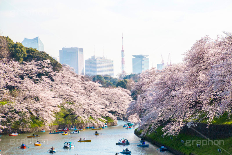 牛ヶ淵の桜,武道館,九段下,牛ヶ淵,桜,ソメイヨシノ,さくら,サクラ,桜まつり,花見,お花見,花,お花,フラワー,はな,flower,綺麗,きれい,キレイ,満開,咲,祭り,まつり,春,千代田区,blossom,japan,spring
