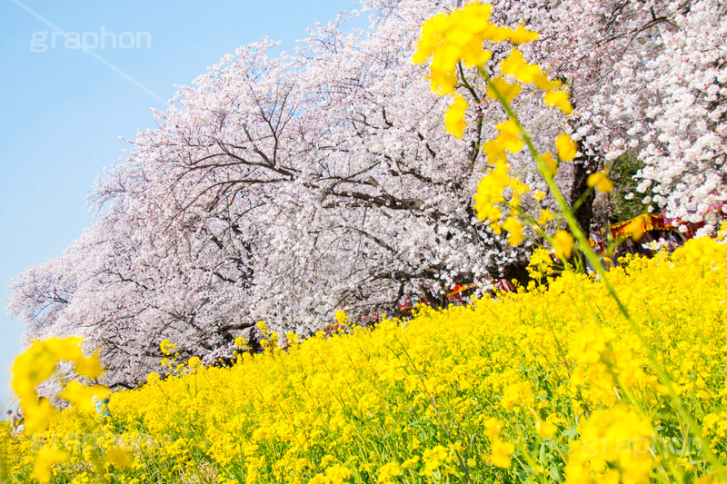 熊谷桜堤の桜,熊谷桜堤,熊谷,埼玉,荒川,堤防,名所,桜,ソメイヨシノ,そめいよしの,さくら,サクラ,菜の花,菜の花畑,桜まつり,花見,お花見,花,お花,フラワー,はな,flower,綺麗,きれい,キレイ,満開,咲,春,blossom,japan,spring,黄色,アブラナ,あぶらな,アブラナ科,セイヨウアブラナ,青空