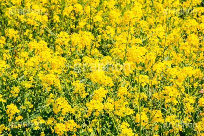 菜の花,なのはな,菜の花畑,菜,花,お花,フラワー,はな,花畑,キレイ,きれい,綺麗,満開,咲,咲いた,さいた,黄色,アブラナ,あぶらな,アブラナ科,セイヨウアブラナ,春,spring,flower