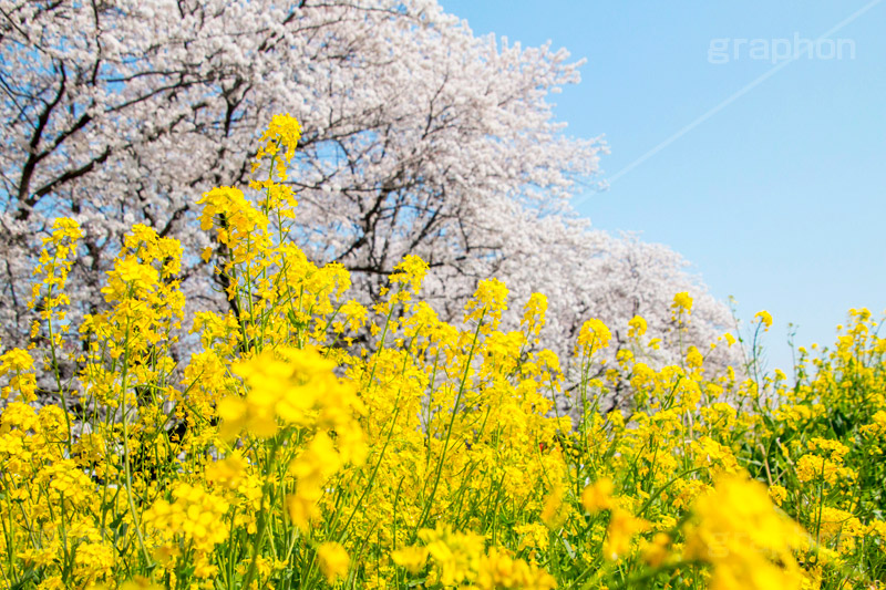 桜と菜の花,熊谷桜堤の桜,熊谷桜堤,熊谷,埼玉,荒川,堤防,名所,桜,ソメイヨシノ,そめいよしの,さくら,サクラ,菜の花,菜の花畑,桜まつり,花見,お花見,花,お花,フラワー,はな,綺麗,きれい,キレイ,満開,咲,春,黄色,アブラナ,あぶらな,アブラナ科,セイヨウアブラナ,青空,flower,blossom,japan,spring