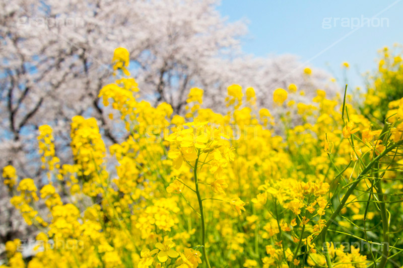 桜と菜の花,熊谷桜堤の桜,熊谷桜堤,熊谷,埼玉,荒川,堤防,名所,桜,ソメイヨシノ,そめいよしの,さくら,サクラ,菜の花,菜の花畑,桜まつり,花見,お花見,花,お花,フラワー,はな,綺麗,きれい,キレイ,満開,咲,春,黄色,アブラナ,あぶらな,アブラナ科,セイヨウアブラナ,青空,flower,blossom,japan,spring