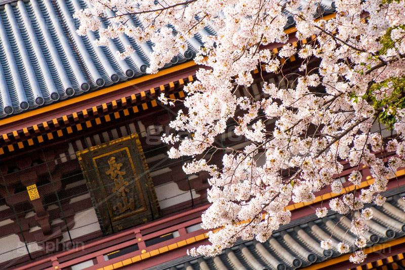 池上本門寺の桜,池上本門寺,寺,参拝,大田区,日蓮宗,池上,桜,さくら,サクラ,花見,お花見,花,お花,フラワー,はな,春,blossom,japan,spring,flower