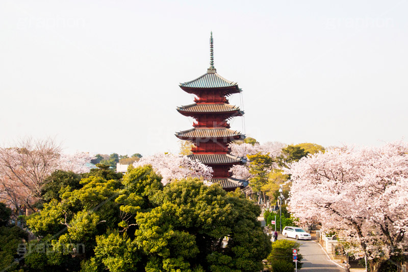 池上本門寺の桜,池上本門寺,寺,参拝,大田区,五重塔,塔,日蓮宗,池上,桜,さくら,サクラ,花見,お花見,花,お花,フラワー,はな,春,blossom,japan,spring,flower