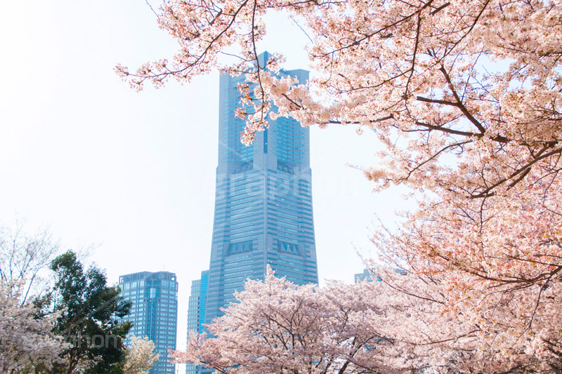 ランドマークタワーと桜,みなとみらいの桜,桜,さくら,サクラ,花見,お花見,満開,花,お花,フラワー,はな,flower,春,blossom,japan,spring,みなとみらい,横浜,よこはま,ヨコハマ,神奈川県,ベイサイド,ランドマークタワー, ランドマーク, タワー,桜吹雪