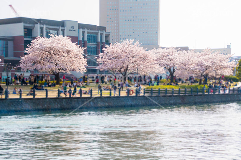 みなとみらいの桜,桜,さくら,サクラ,花見,お花見,花,お花,フラワー,はな,flower,春,blossom,japan,spring,みなとみらい,横浜,よこはま,ヨコハマ,神奈川県,ベイサイド