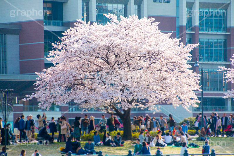みなとみらいの桜,桜,さくら,サクラ,花見,お花見,花,お花,フラワー,はな,flower,春,blossom,japan,spring,みなとみらい,横浜,よこはま,ヨコハマ,神奈川県,ベイサイド
