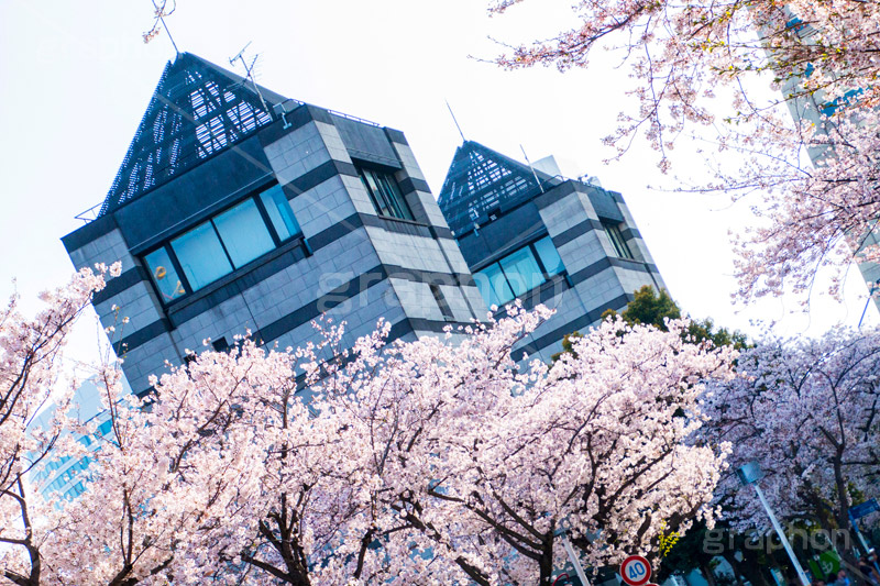 みなとみらいの桜,桜,さくら,サクラ,花見,お花見,花,お花,フラワー,はな,flower,春,blossom,japan,spring,みなとみらい,横浜,よこはま,ヨコハマ,神奈川県,ベイサイド,ドックの水門,水門,１号ドック, ドッグヤード, 水門橋