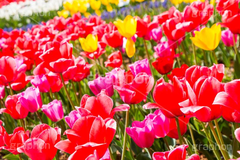 チューリップ畑,チューリップ,ちゅーりっぷ,花,お花,フラワー,はな,花畑,キレイ,きれい,綺麗,満開,咲,咲いた,さいた,春,花壇,tulip,spring,flower