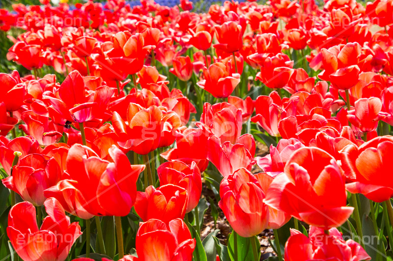 チューリップ畑,チューリップ,ちゅーりっぷ,花,お花,フラワー,はな,花畑,キレイ,きれい,綺麗,満開,咲,咲いた,さいた,春,花壇,tulip,spring,flower