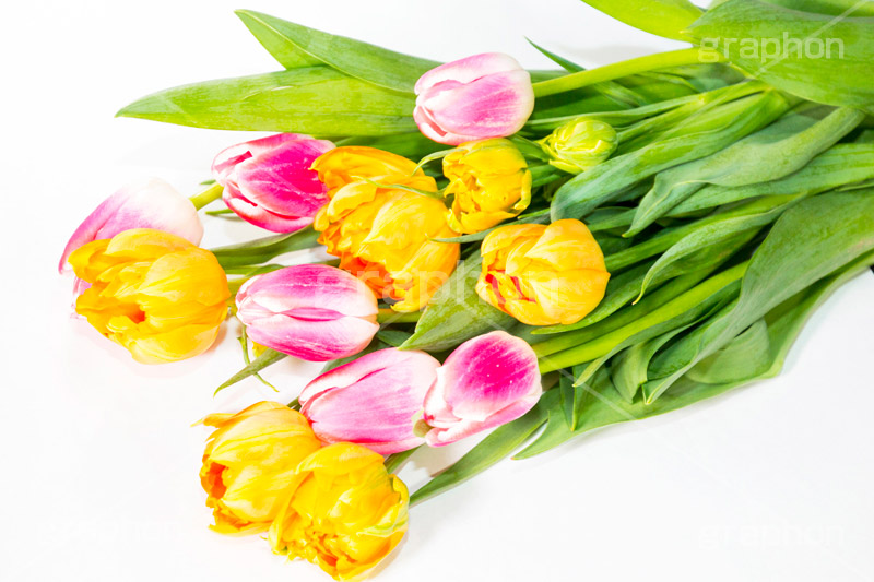 チューリップの花束,チューリップ,ちゅーりっぷ,花束,プレゼント,花,お花,フラワー,はな,花屋,咲,春,tulip,spring,present,flower,生花