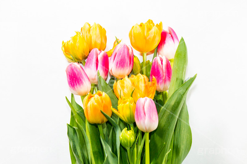 チューリップの花束,チューリップ,ちゅーりっぷ,花束,プレゼント,花,お花,フラワー,はな,花屋,咲,春,tulip,spring,present,flower,生花