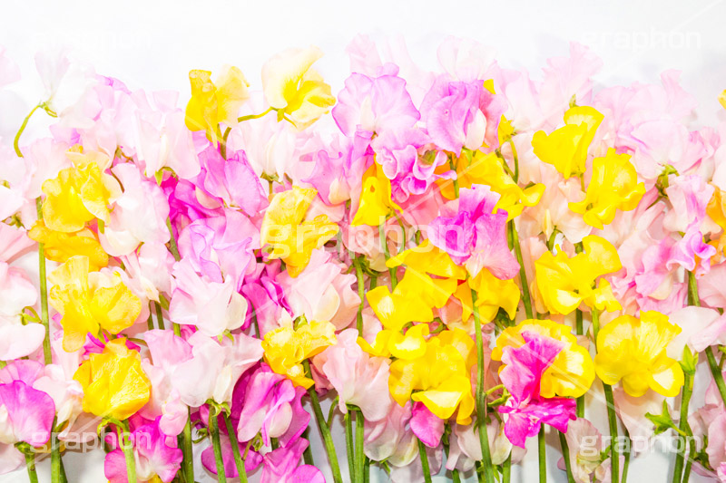 スイートピーの花束,スイートピー,ジャコウエンドウ,花束,プレゼント,花,お花,フラワー,パステル,はな,花屋,咲,春,spring,present,flower,pastel,生花