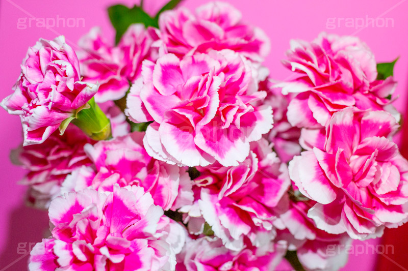 ピンクのカーネーション,母の日,カーネーション,ナデシコ科,ナデシコ属,花,お花,春,フラワー,spring,flower,carnation,present,mother's day,花束,贈り物,プレゼント,ありがとう,感謝,お礼,母,お母さん,生花