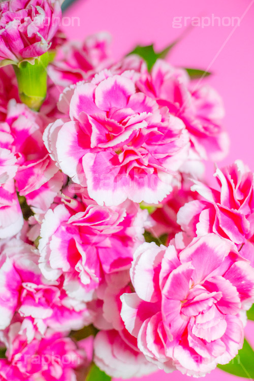 ピンクのカーネーション,母の日,カーネーション,ナデシコ科,ナデシコ属,花,お花,春,フラワー,spring,flower,carnation,present,mother's day,花束,贈り物,プレゼント,ありがとう,感謝,お礼,母,お母さん,生花