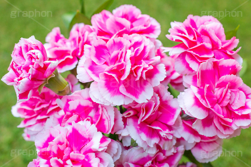 ピンクのカーネーション,母の日,カーネーション,ナデシコ科,ナデシコ属,花,お花,春,フラワー,spring,flower,carnation,present,mother's day,花束,贈り物,プレゼント,ありがとう,感謝,お礼,母,お母さん,生花