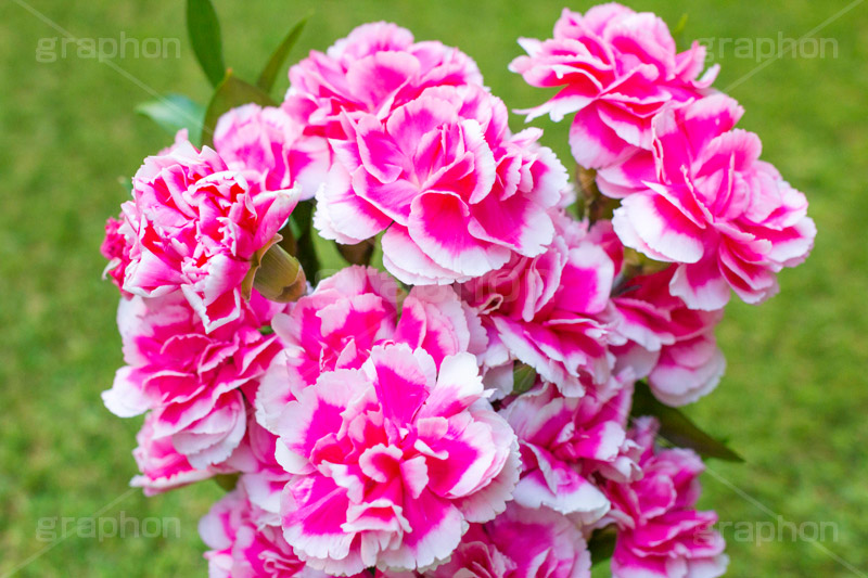 ピンクのカーネーション,母の日,カーネーション,ナデシコ科,ナデシコ属,花,お花,春,フラワー,spring,flower,carnation,present,mother's day,花束,贈り物,プレゼント,ありがとう,感謝,お礼,母,お母さん,生花