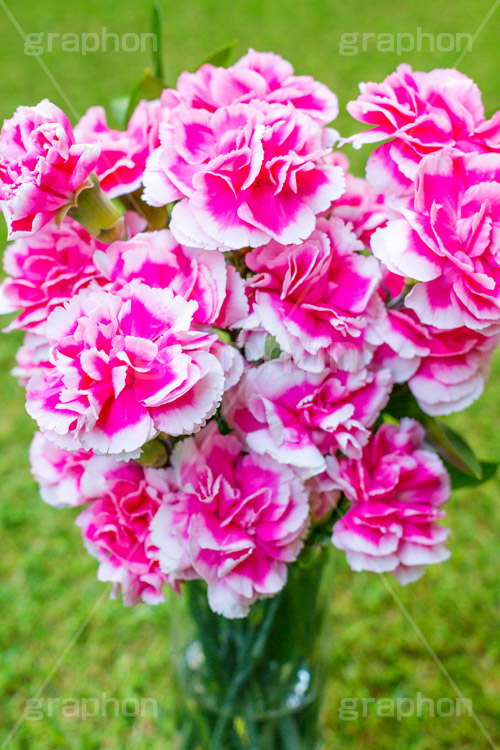 ピンクのカーネーション,母の日,カーネーション,ナデシコ科,ナデシコ属,花,お花,春,フラワー,spring,flower,carnation,present,mother's day,花束,贈り物,プレゼント,ありがとう,感謝,お礼,母,お母さん,生花,花瓶