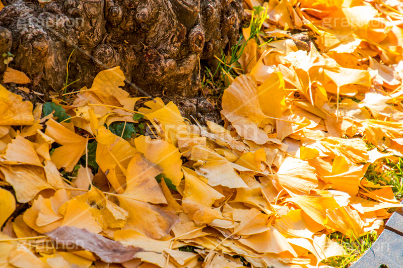 いちょう落葉,紅葉落葉,イチョウ落ち葉,イチョウ,いちょう,落ち葉,銀杏,紅葉,こうよう,もみじ,モミジ,紅葉狩り,黄葉,落葉広葉樹,カエデ科,秋,季語,色づく,照紅葉,照葉,自然,japan,autumn