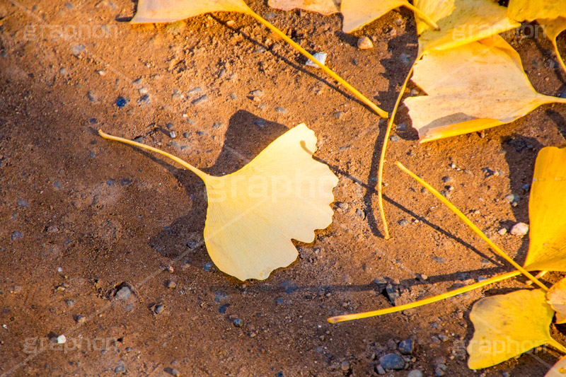 いちょう落葉,紅葉落葉,イチョウ落ち葉,イチョウ,いちょう,落ち葉,銀杏,紅葉,こうよう,もみじ,モミジ,紅葉狩り,黄葉,落葉広葉樹,カエデ科,秋,季語,色づく,照紅葉,照葉,自然,japan,autumn