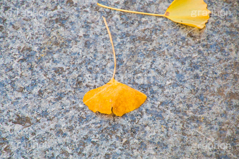 いちょう落葉,紅葉落葉,イチョウ落ち葉,イチョウ,いちょう,落ち葉,銀杏,紅葉,こうよう,もみじ,モミジ,紅葉狩り,黄葉,落葉広葉樹,カエデ科,秋,季語,色づく,照紅葉,照葉,自然,japan,autumn