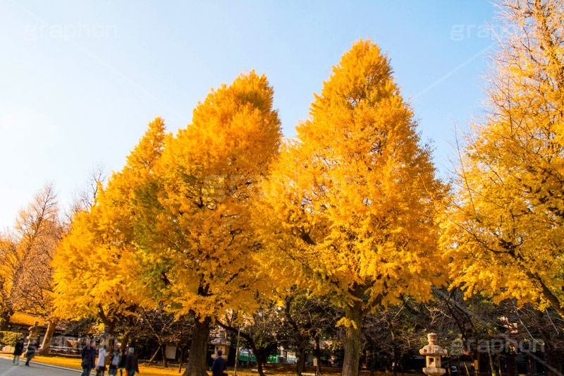 靖国神社の紅葉,千代田区,九段下,靖国神社,秋,紅葉,イチョウ,いちょう,銀杏,並木,黄色,autumn