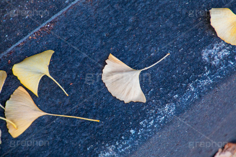 いちょう落葉,紅葉落葉,イチョウ落ち葉,イチョウ,いちょう,落ち葉,銀杏,紅葉,こうよう,もみじ,モミジ,紅葉狩り,黄葉,落葉広葉樹,カエデ科,秋,季語,色づく,照紅葉,照葉,自然,japan,autumn