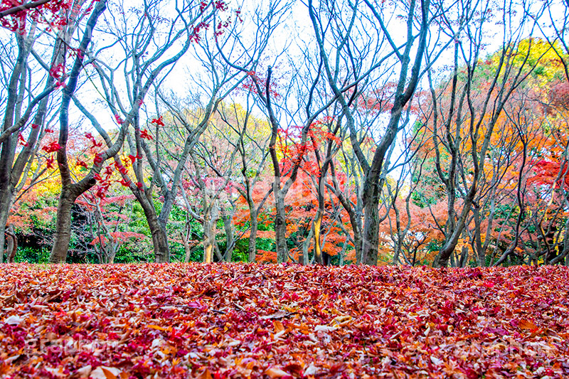 北の丸公園の紅葉,北の丸公園,千代田区,皇居,国民公園,公園,江戸城,九段下,武道館,秋,紅葉,park,autumn,落ち葉