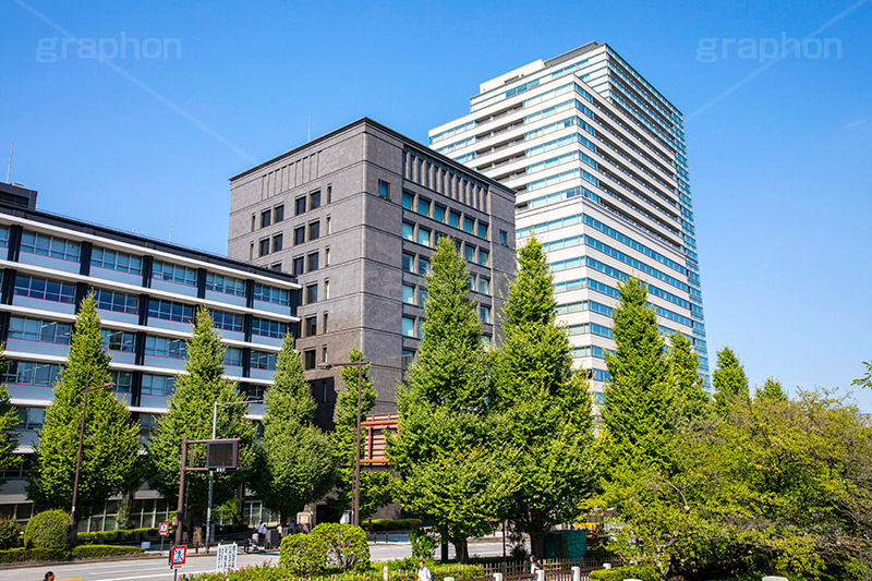 新緑あふれる九段下,新緑,初夏,九段下,千代田区,japan,草木,駅前,銀杏,イチョウ,いちょう,青空,並木,フルサイズ撮影