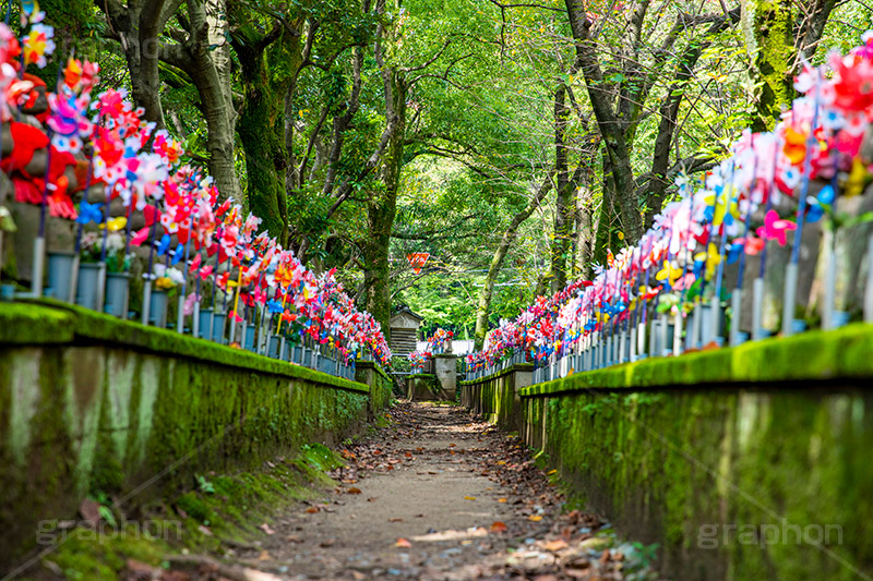 千躰子育地蔵尊,増上寺,芝公園,浄土宗,地蔵,お地蔵さん,子育て,安産,子供,こども,祈願,頭巾,赤い頭巾,風車,並ぶ,多い,大量,寺院,寺,参拝,重要文化財,文化財,港区,コケ,苔,japan,temple,フルサイズ撮影