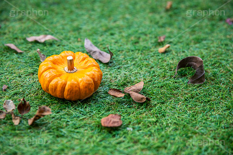 パンプキン,かぼちゃ,カボチャ,南瓜,ハロウィンオーナメント,ジャックオーランタン,ハロウィン,はろうぃん,ハロウィーン,ランタン,オーナメント,飾り,イベント,秋,Halloween,ornament,pumpkin,行事,収穫祭,芝生,枯れ葉,落ち葉,フルサイズ撮影