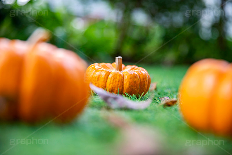 パンプキン,かぼちゃ,カボチャ,南瓜,ハロウィンオーナメント,ジャックオーランタン,ハロウィン,はろうぃん,ハロウィーン,ランタン,オーナメント,飾り,イベント,秋,Halloween,ornament,pumpkin,行事,収穫祭,芝生,枯れ葉,落ち葉,フルサイズ撮影