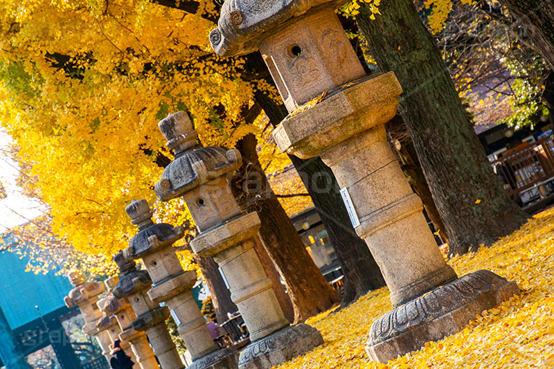 靖国神社の紅葉,千代田区,九段下,靖国神社,秋,紅葉,イチョウ,いちょう,銀杏,並木,黄色,イチョウのじゅうたん,灯篭,autumn,japan