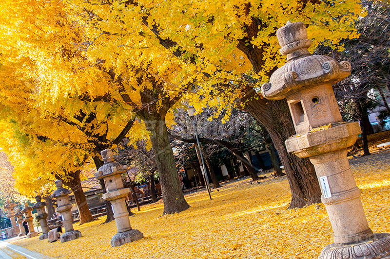 靖国神社の紅葉,千代田区,九段下,靖国神社,秋,紅葉,イチョウ,いちょう,銀杏,並木,黄色,イチョウのじゅうたん,灯篭,autumn,japan