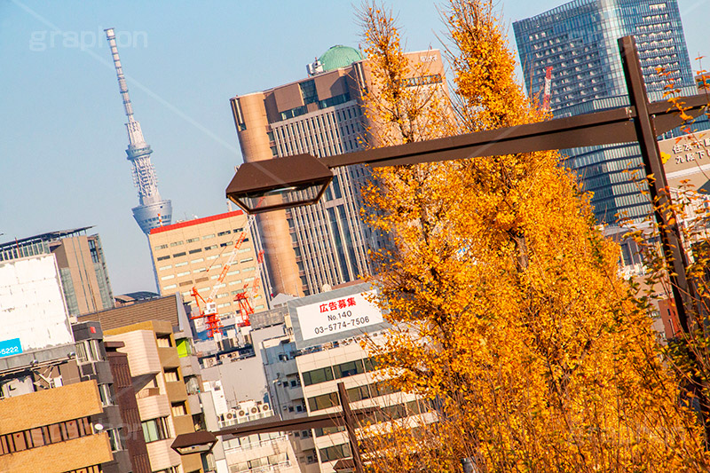 秋の九段下,千代田区,九段下,武道館,秋,紅葉,autumn,イチョウ,いちょう,銀杏,並木,黄色,スカイツリー