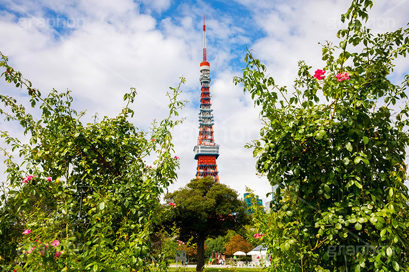 芝公園,港区,公園,散歩,自然,都立,park,東京タワー,フルサイズ撮影