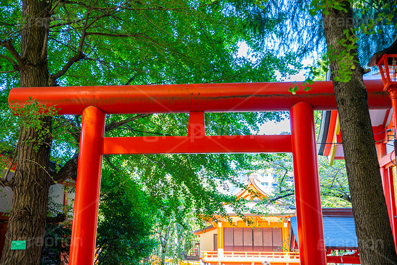 花園神社,神社,参拝,お参り,新宿,新宿区,郷社,倉稲魂命,日本武尊,受持神,徳川家康,文化財,芸能,都心,都会,鳥居,shrine,japan,フルサイズ撮影
