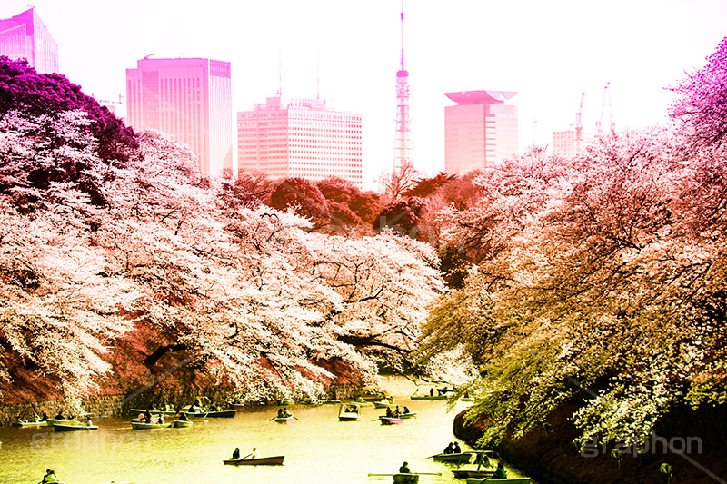 牛ヶ淵,Gradation Jjapan,gradation,japan,日本,グラデーション,カラフル,お洒落,おしゃれ,オシャレ,味わい,雰囲気,東京,tokyo,デュオトーン,duotone