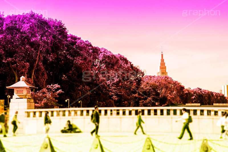 明治神宮,Gradation Jjapan,gradation,japan,日本,グラデーション,カラフル,お洒落,おしゃれ,オシャレ,味わい,雰囲気,東京,tokyo,デュオトーン,duotone