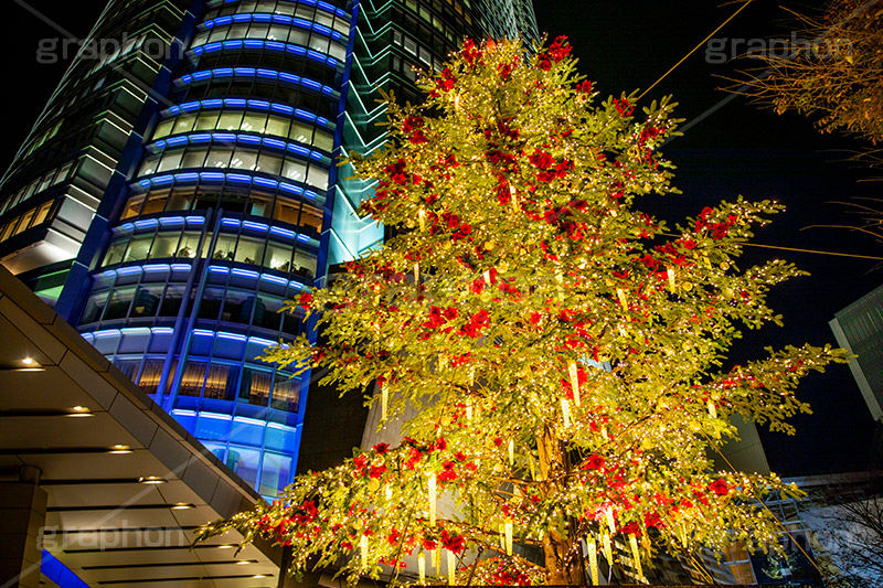 六本木ヒルズイルミネーション,六本木,ヒルズ,Roppongi Hills,夜景,ライトアップ,キラキラ,夜,イルミネーション,イルミ,LED,illumination,tree,冬,ロマンチック,クロスフィルタ,港区,観光名所,66プラザ,もみの木,クリスマスツリー,ツリー,オーナメント,森タワー,高層ビル,フルサイズ撮影