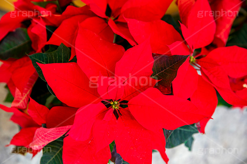 ポインセチア,クリスマスの花,デコレーション,飾り,オーナメント,真っ赤,冬,イベント,行事,花,フラワー,flower,winter,Christmas,フルサイズ撮影