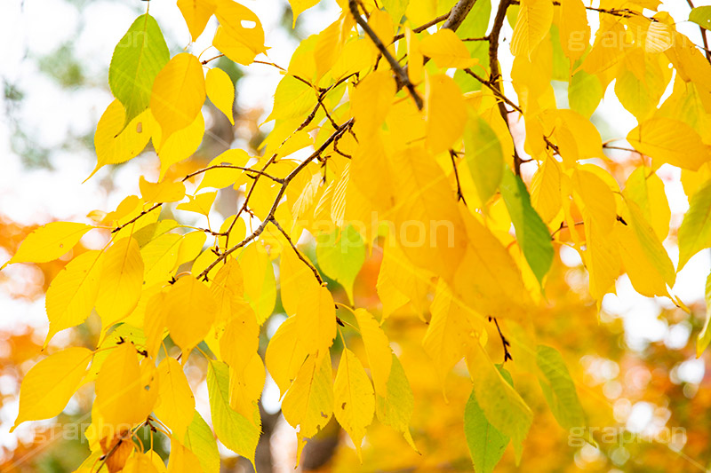 紅葉,自然,植物,木々,秋,赤,季語,草木,もみじ,色づく,japan,autumn,フルサイズ撮影