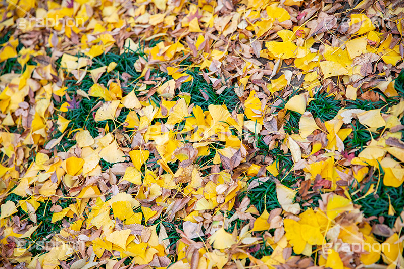 紅葉落葉,イチョウ落ち葉,イチョウ,いちょう,落ち葉,銀杏,紅葉,こうよう,もみじ,モミジ,紅葉狩り,黄葉,落葉広葉樹,カエデ科,秋,季語,色づく,キレイ,きれい,綺麗,照紅葉,照葉,japan,autumn,葉,葉っぱ,フルサイズ撮影,自然