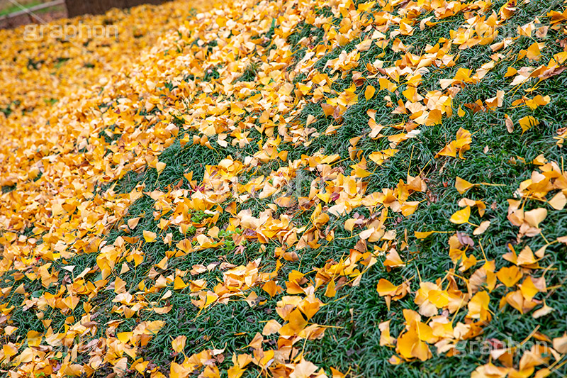 紅葉落葉,イチョウ落ち葉,イチョウ,いちょう,落ち葉,銀杏,紅葉,こうよう,もみじ,モミジ,紅葉狩り,黄葉,落葉広葉樹,カエデ科,秋,季語,色づく,キレイ,きれい,綺麗,照紅葉,照葉,japan,autumn,葉,葉っぱ,フルサイズ撮影,自然