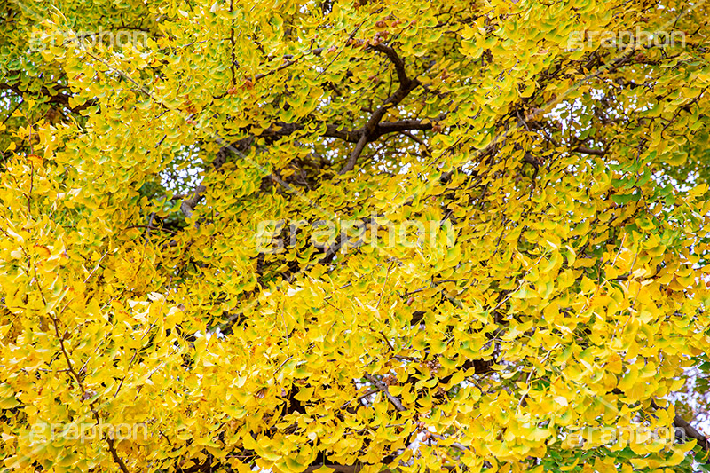 いちょうの葉,いちょう,イチョウ,銀杏,紅葉,こうよう,もみじ,モミジ,紅葉狩り,黄葉,落葉広葉樹,カエデ科,秋,季語,色づく,キレイ,きれい,綺麗,照紅葉,照葉,japan,autumn,フルサイズ撮影