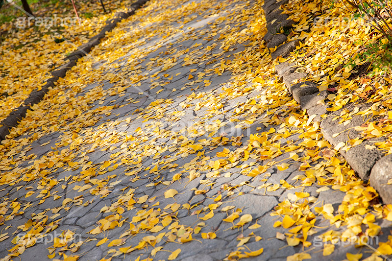 紅葉落葉,イチョウ落ち葉,イチョウ,いちょう,落ち葉,銀杏,紅葉,こうよう,もみじ,モミジ,紅葉狩り,黄葉,落葉広葉樹,カエデ科,秋,季語,色づく,キレイ,きれい,綺麗,照紅葉,照葉,japan,autumn,葉,葉っぱ,フルサイズ撮影,自然