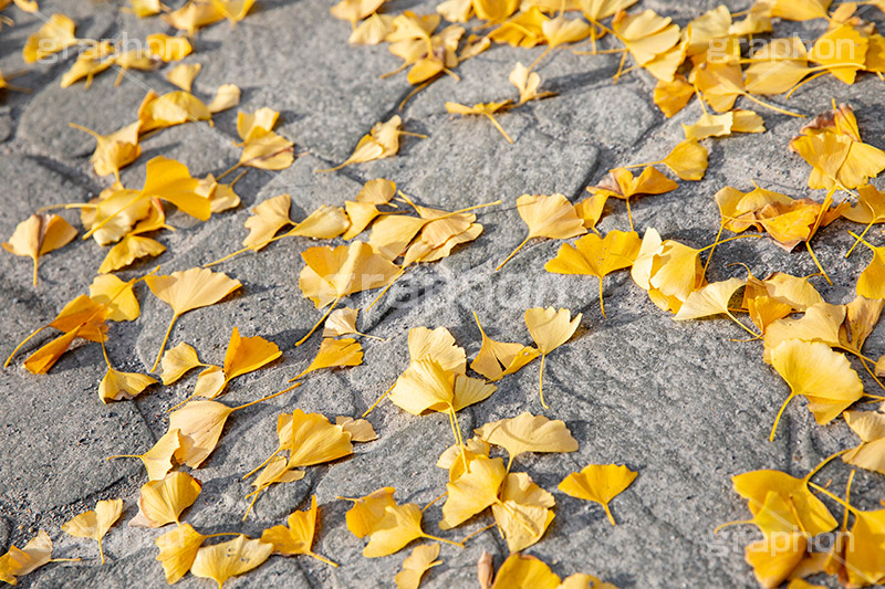 紅葉落葉,イチョウ落ち葉,イチョウ,いちょう,落ち葉,銀杏,紅葉,こうよう,もみじ,モミジ,紅葉狩り,黄葉,落葉広葉樹,カエデ科,秋,季語,色づく,キレイ,きれい,綺麗,照紅葉,照葉,japan,autumn,葉,葉っぱ,フルサイズ撮影,自然
