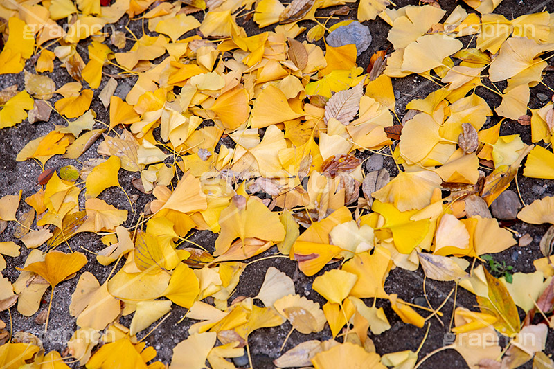 紅葉落葉,イチョウ落ち葉,イチョウ,いちょう,落ち葉,銀杏,紅葉,こうよう,もみじ,モミジ,紅葉狩り,黄葉,落葉広葉樹,カエデ科,秋,季語,色づく,キレイ,きれい,綺麗,照紅葉,照葉,japan,autumn,葉,葉っぱ,フルサイズ撮影,自然