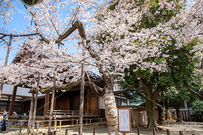 満開の標本木,標本木,基準,観測,東京,ソメイヨシノ,靖国神社,靖国,政治,神社,shrine,japan,spring,春,開花,花見,お花見,サクラ,さくら,桜,参拝,お参り,千代田区,九段下,境内,満開,さくらまつり,blossom,フルサイズ撮影